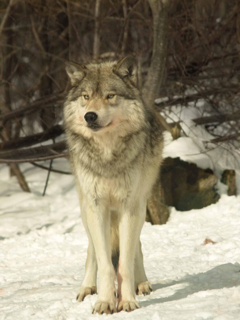 Federal Officials Order Colorado to Stop Importing Canadian Wolves Federal Officials Order Colorado to Stop Importing Canadian Wolves