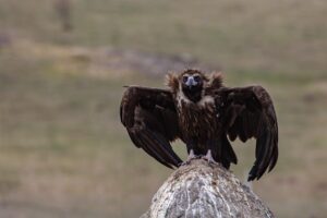 Majestic Cinereous Vultures Take Flight Over the Stunning Skies of Spain and Bulgaria