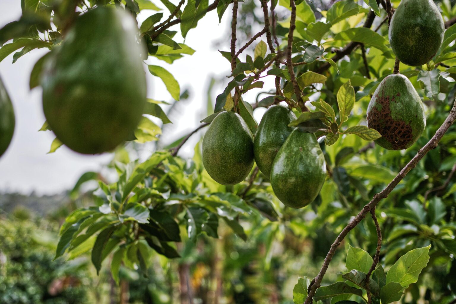 Spain Launches Avocado Season with an Exciting 20% to 30% Surge in Production