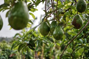 Spain Launches Avocado Season with an Exciting 20% to 30% Surge in Production