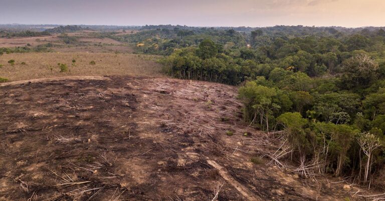 Amazon Deforestation in Brazil Falls 11%, Burned Areas Plummet 45%