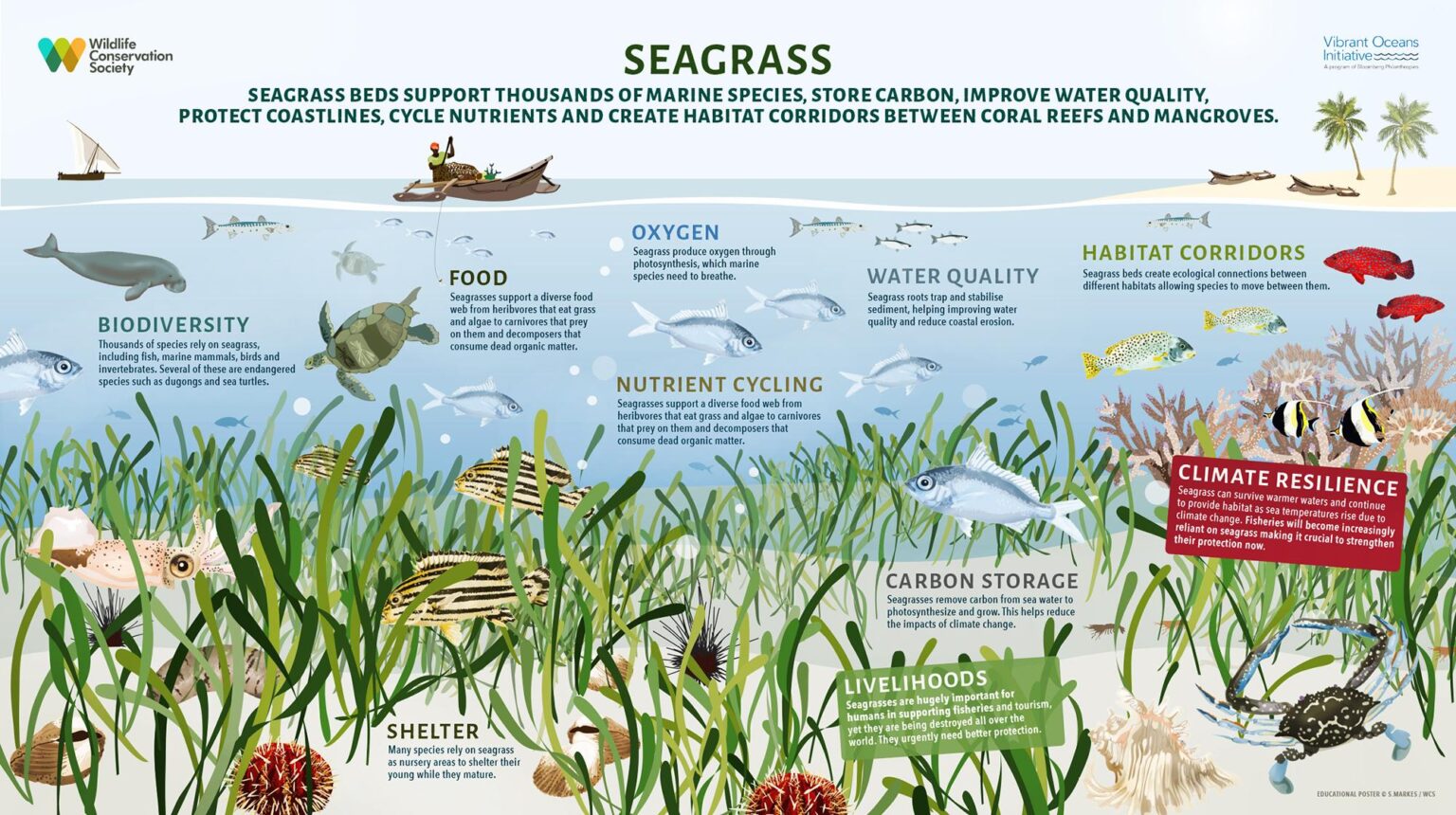Scientists Map Italy’s Entire Coastline to Supercharge Seagrass and Marine Life Revival