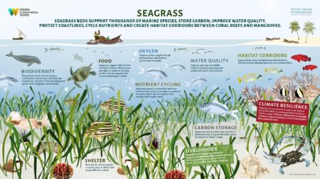 Scientists Map Italy’s Entire Coastline to Supercharge Seagrass and Marine Life Revival