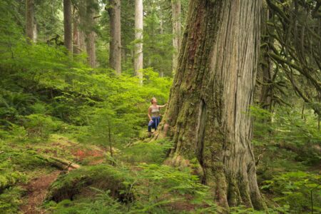 B.C. Forestry Summit Convened Urgently Amid Industry Struggles Over U.S. Fees