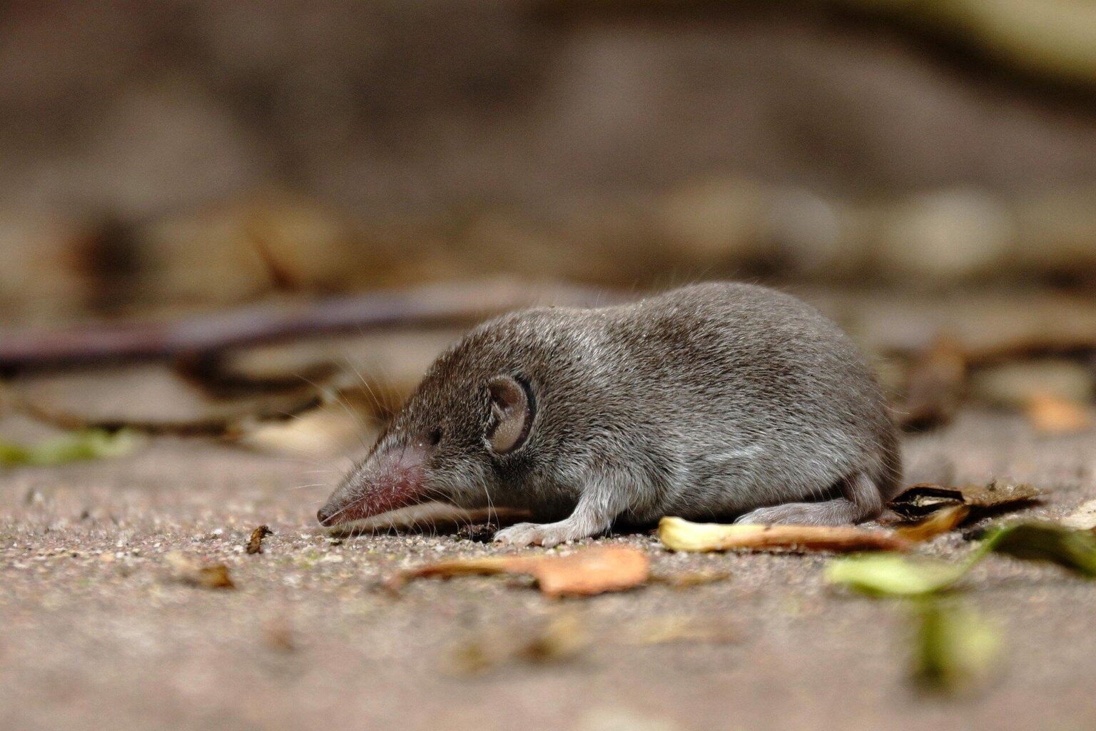 Australia’s Last Shrew Officially Declared Extinct After Invasive Species Takeover