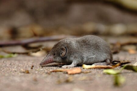 Australia’s Last Shrew Officially Declared Extinct After Invasive Species Takeover Australia’s Last Shrew Officially Declared Extinct After Invasive Species Takeover