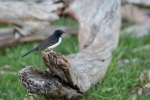 Willis Expands GB Facultative Line-Up with Exciting New Additions