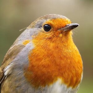 UK Overtakes South Africa as Zimbabwe’s Top Remittance Destination