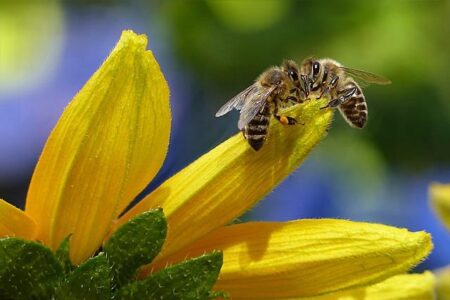 Discover Bee-elzebub: The Enigmatic Horned ‘Lucifer’ Bee Uncovered in Western Australia