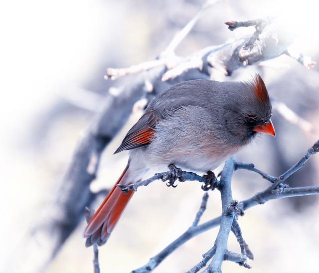 RedBird’s Attempt to Acquire UK’s Telegraph Collapses Following Newsroom Uproar