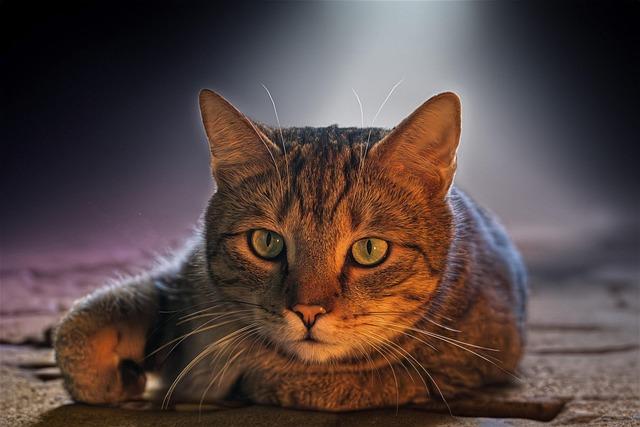 France Clinches World Cup Spot as England Maintains Unbeaten Streak in European Qualifiers France Clinches World Cup Spot as England Maintains Unbeaten Streak in European Qualifiers