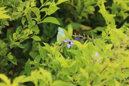 Modi’s Coalition Secures Victory in Contentious Indian State Election Despite Voter Roll Controversy Modi’s Coalition Secures Victory in Contentious Indian State Election Despite Voter Roll Controversy