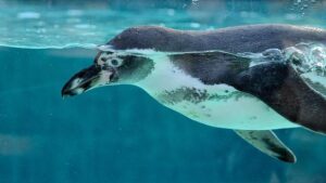 Protesters Rally for Better Penguin Living Conditions at London Aquarium