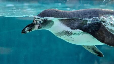 Protesters Rally for Better Penguin Living Conditions at London Aquarium