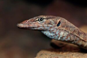 Why Southern Australia’s Seasons Are Falling Out of Sync-and What It Means for You