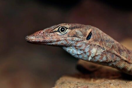 Why Southern Australia’s Seasons Are Falling Out of Sync-and What It Means for You