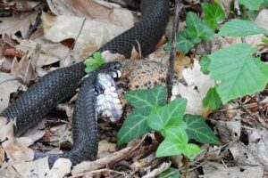 Rescue Teams Recover Body of Landslide Victim in Italy’s Gorizia Region
