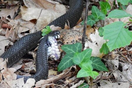 Rescue Teams Recover Body of Landslide Victim in Italy’s Gorizia Region