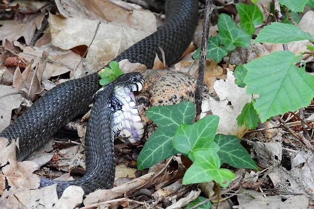 Rescue Teams Recover Body of Landslide Victim in Italy’s Gorizia Region