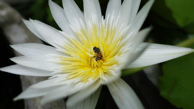 India Chooses BAE Hägglunds’ BvS-10 as Its Next-Generation Tracked Military Vehicle India Chooses BAE Hägglunds’ BvS-10 as Its Next-Generation Tracked Military Vehicle