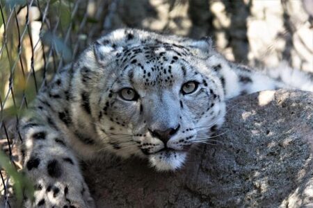 Germany to Supercharge Its Arsenal with 75 New Leopard 2A8 Tanks After a Year of Triumph Germany to Supercharge Its Arsenal with 75 New Leopard 2A8 Tanks After a Year of Triumph