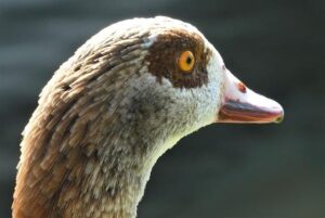 World Cup 2026 Play-Offs: Wales Host Bosnia While Northern Ireland Take on Italy Away