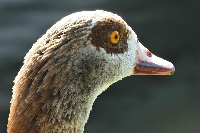 World Cup 2026 Play-Offs: Wales Host Bosnia While Northern Ireland Take on Italy Away