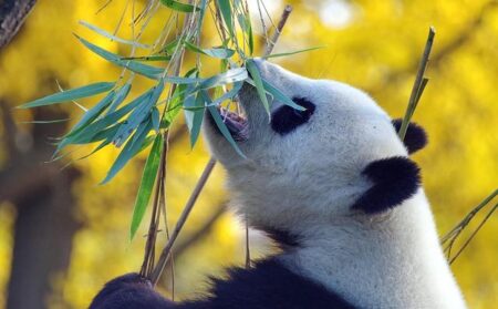 France Says a Heartfelt Goodbye as Beloved Giant Pandas Return to China