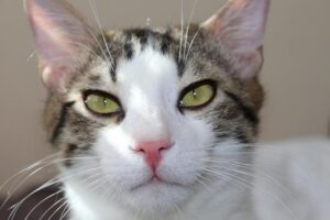 Australia Captain Pat Cummins to Miss Second Test as Team Maintains Same Lineup