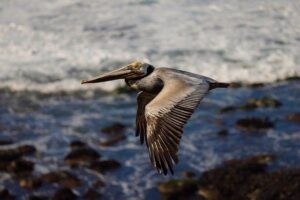 Honoring Diego Maradona: Five Years Since the Loss of Argentina’s Football Icon