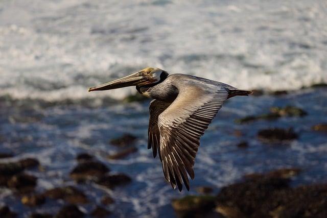Honoring Diego Maradona: Five Years Since the Loss of Argentina’s Football Icon
