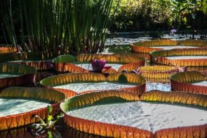 Epic Clash: Victoria vs Western Australia – One-Day Cup 2025, Match 15 Highlights