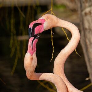 Flamengo Triumphs in Copa Libertadores as Brazil’s Stars Battle Fatigue