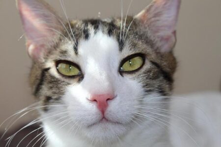 Pat Cummins Poised for Triumphant Comeback in Second Ashes Test at the Gabba