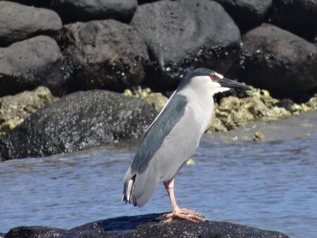 Pentagon Review Reveals Crucial Strategies to Boost AUKUS Partnership