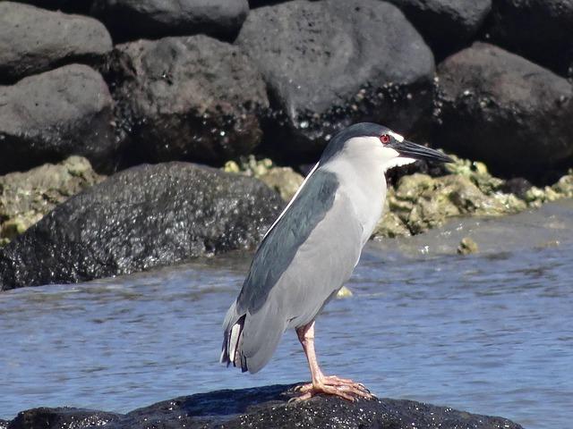 Pentagon Review Reveals Crucial Strategies to Boost AUKUS Partnership