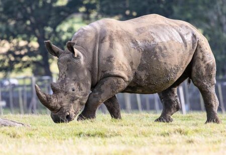 Meet the Adorable Baby Southern White Rhino Stealing Hearts at a Spanish Zoo!