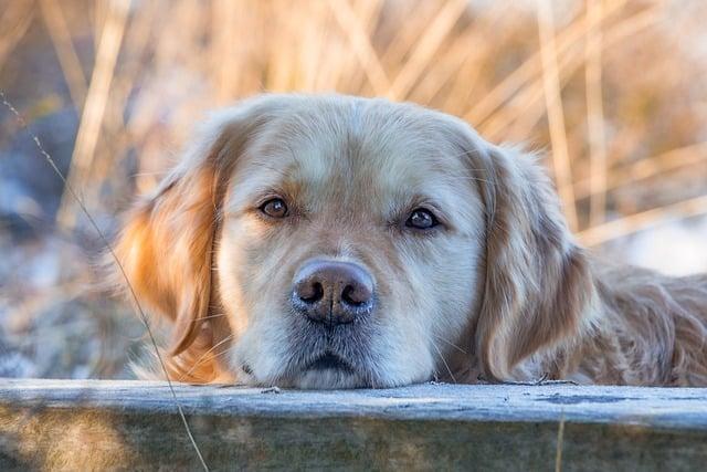 Argentina’s Golden Retriever Party in Tutus and Soccer Jerseys Smashes Vancouver World Record