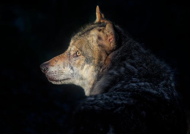 Heartwarming French Christmas Ad Featuring a Vegetarian Wolf Captivates Audiences Worldwide