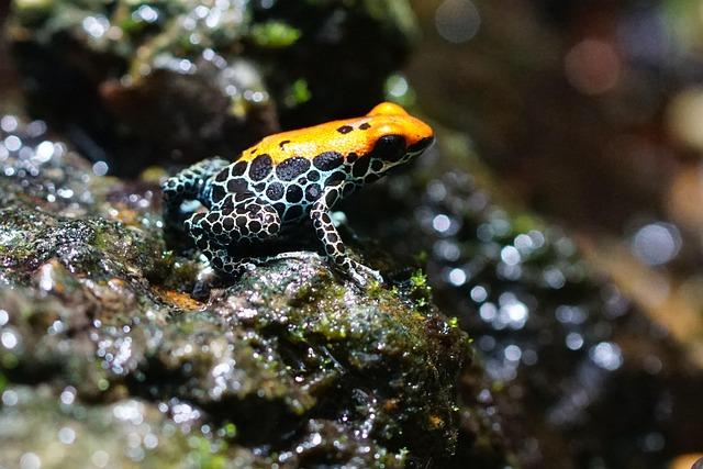 Scientists Unveil Stunning New Orange Frog Species Hidden in Brazil’s Cloud Forests