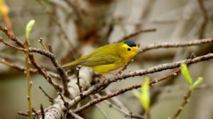 Why Team Canada Can’t Afford to Leave Tom Wilson Off the Olympic Roster