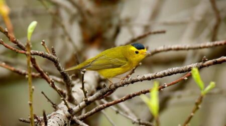 Why Team Canada Can’t Afford to Leave Tom Wilson Off the Olympic Roster Why Team Canada Can’t Afford to Leave Tom Wilson Off the Olympic Roster