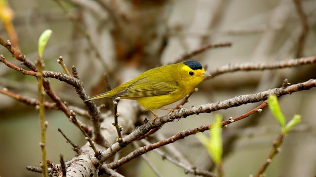 Why Team Canada Can’t Afford to Leave Tom Wilson Off the Olympic Roster Why Team Canada Can’t Afford to Leave Tom Wilson Off the Olympic Roster