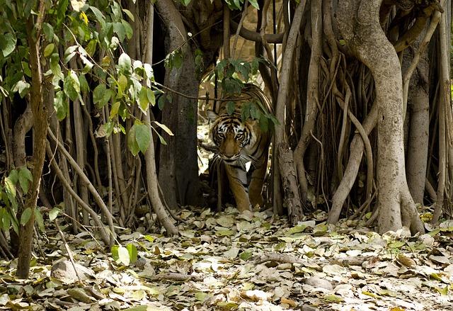 Discover Why This Is the Ultimate Moment to Embark on a Tiger Safari in India Discover Why This Is the Ultimate Moment to Embark on a Tiger Safari in India