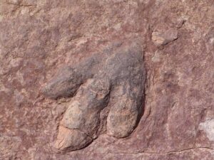 Thousands of Dinosaur Footprints Discovered in Italy Unlock Ancient Mysteries