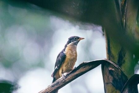 India vs South Africa T20 Match Abandoned as Thick Fog Engulfs the Field India vs South Africa T20 Match Abandoned as Thick Fog Engulfs the Field