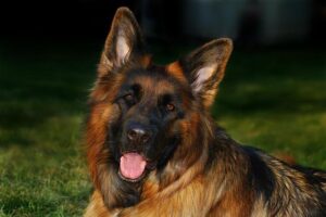 German Views on the U.S.-Germany Relationship Plummet Dramatically