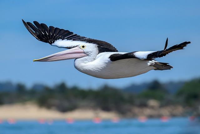 Australian Swing 411: Essential Dates, Draws, Prize Money, and Everything You Need to Know