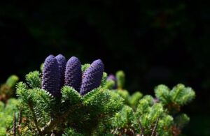 Pace Dominates While Spin Falters in a Thrilling Ashes Showdown