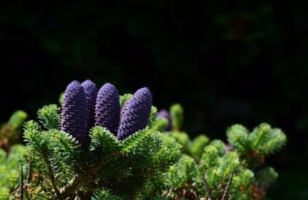 Pace Dominates While Spin Falters in a Thrilling Ashes Showdown